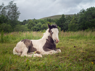 Wild new born foal horse in the Welsh Valleys, United Kingdom