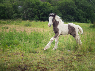Obraz na płótnie Canvas Wild new born foal horse in the Welsh Valleys, United Kingdom