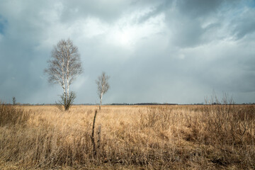 Leafless birch trees and dry grasses