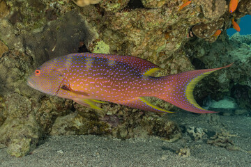 Fish swim in the Red Sea, colorful fish, Eilat Israel

