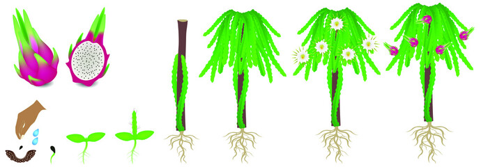 Fototapeta na wymiar A growth cycle of a pitahaya plant on a white background.