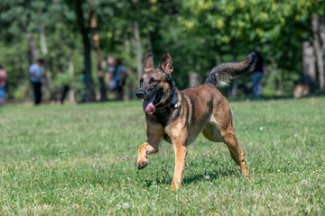 Belgian Shepherd Running Through the Grass. Selective focus on the dog