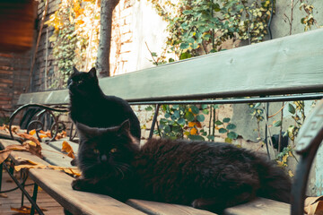 cute black cat in autumn garden