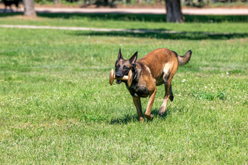 Belgian Shepherd Running Through the Grass. Selective focus on the dog