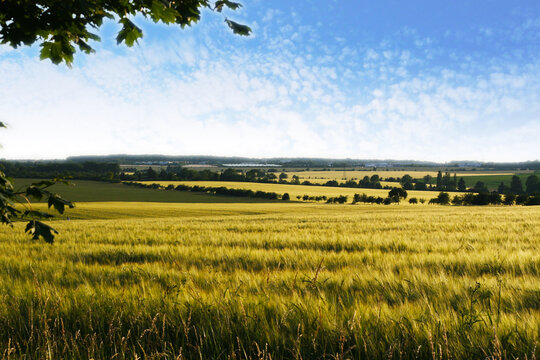 Blick in die h&uuml;glige Felderlandschaft um Weimar, Mitteldeuschland, Anbau von Getreide, Wintergerste, Gerste im Reifeprozess, Anbau von pflanzlichen Grundnahrungsmitteln