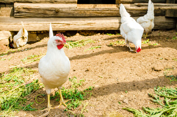 White hens are freely walking in the farmyard looking for food. Chickens in the coop close up. Сoncept of farming and poultry farming. Green grass lies on the ground. Bright sunny summer day. 