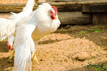 White hens are freely walking in the farmyard looking for food. Hen ruffled and raised wing....