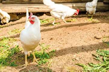 White hens are freely walking in the farmyard in search of food. Chickens in the coop close up. Сoncept of farming and poultry farming. Green grass lies on the ground. Bright sunny summer day. 