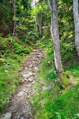Wald mit Waldweg