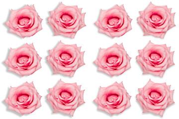pink roses isolated on white background natural pattern