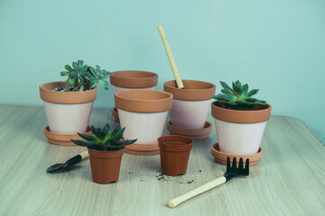 selective focus  small succulents, transplanting domestic plants into clay pots, Hobbies and plant growing concept