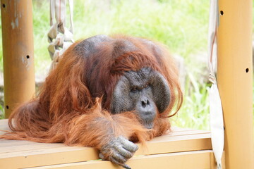 考え込むオランウータン