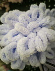homemade concept.Fluffy and soft thread for knitting.Light purple yarn closeup. 