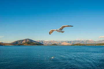 Seagulls flying above Ionian sea.
