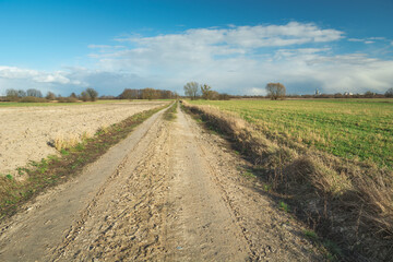 Fototapeta na wymiar Sandy road through fields, horizon and white clouds on blue sky