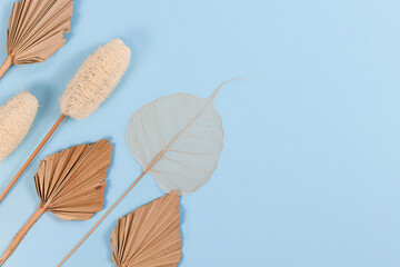 Dried exotic plants like palm leaf, luffa and skeleton leaf on side of blue background with blank copy space