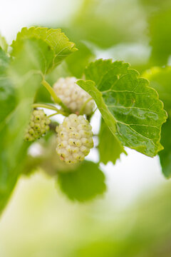 White mulberry on the branch