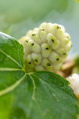 White mulberry on the branch, sweet, juicy, close up