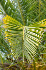 Close up of a green leaf of a palm tree