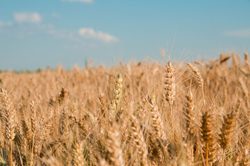 Barley field on blue sky 