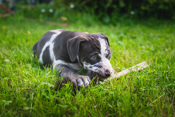 Catahoula - puppy of louisian leopard dog playing in grass