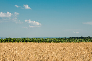 Agricultural fields on clear blue , sky, agriculture concept 