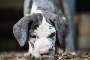 little black and white puppy of catahoula with blue eye
