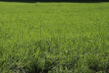 green grass field