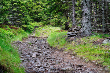 Wald mit Waldweg