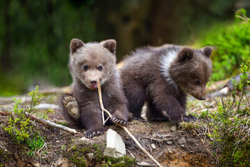 Fototapeta premium Two little brown bear cub are playing on the edge of the forest