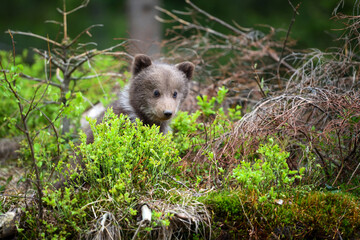 Cute little brown bear cub in summer forest