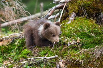 Obraz na płótnie Canvas Cute little brown bear cub on the edge of the forest