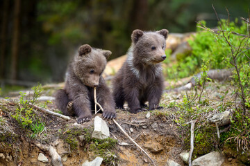 Fototapeta na wymiar Two little brown bear cub are playing in summer forest