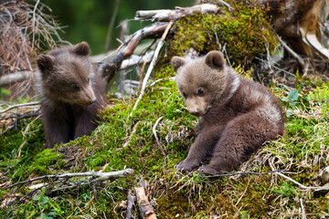 Two little brown bear cub are playing in summer forest