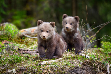Fototapeta premium Two little brown bear cub are walking in summer forest