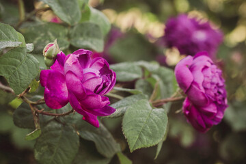 Retro roses in garden
