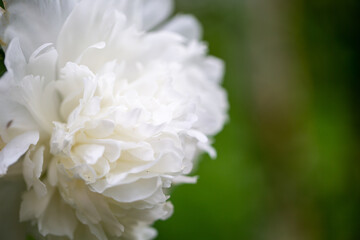 white peony