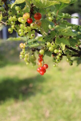 Red currant