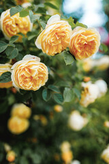 Bushes of very beautiful yellow roses. Flowering time, natural flower fence. Gardening, plants for landscape design.