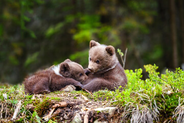 Two little brown bear cub are resting on the edge of the forest
