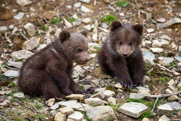 Obraz premium Two little brown bear cub on the edge of the forest