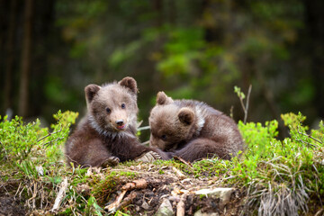 Two little brown bear cub are playing in summer forest