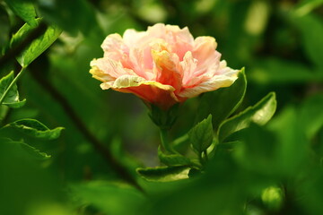A beautiful pink hibiscus flower blooming in a garden. The image is taken during lockdown due to covid-19.
