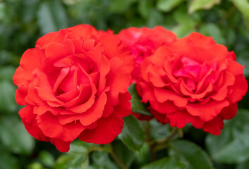 red rose in garden during summer time