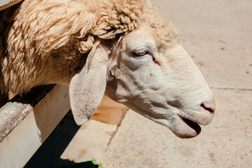 Close up of a sheep head in a farm