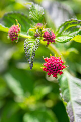 Colorful Hedge Flower Lantana or Weeping Lantana