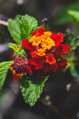Colorful Hedge Flower Lantana or Weeping Lantana