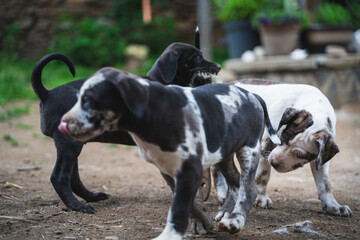 Catahoulas puppys playing around - louisiana leopard dog