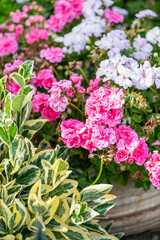 Pink and white geranium flowers in a garden