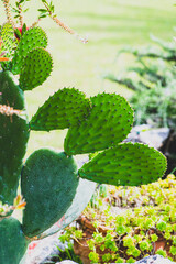 Big pads of prickly pears cactus, Opuntia plant